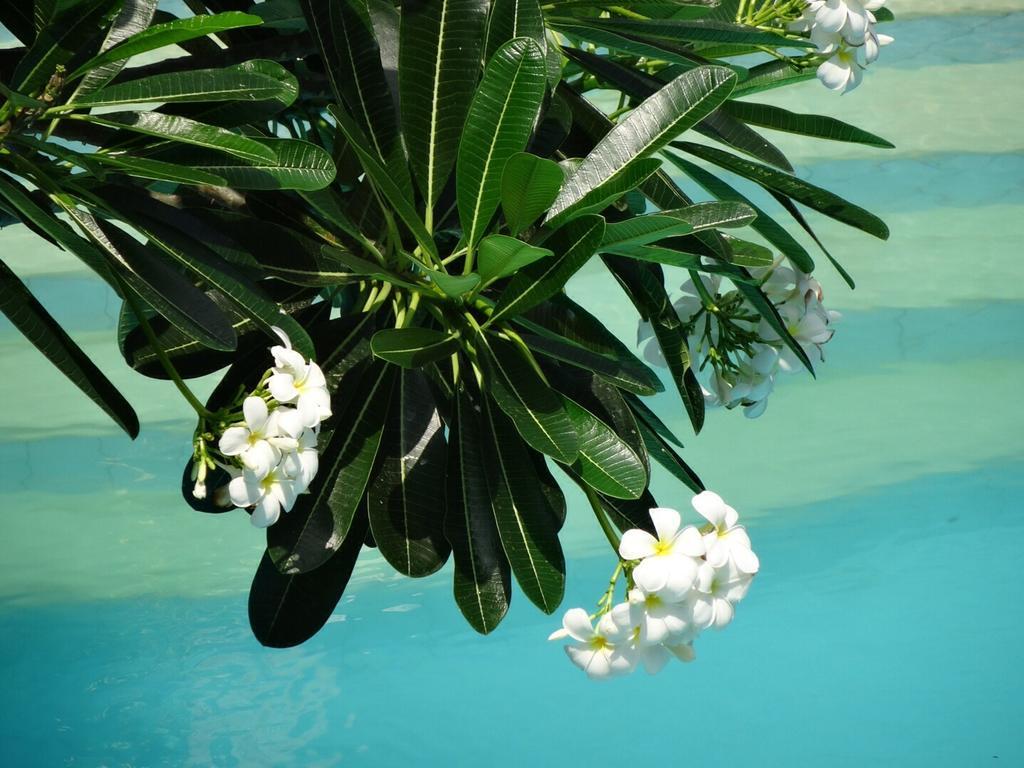 Villa Jati Mangsit เซงกีกี ภายนอก รูปภาพ